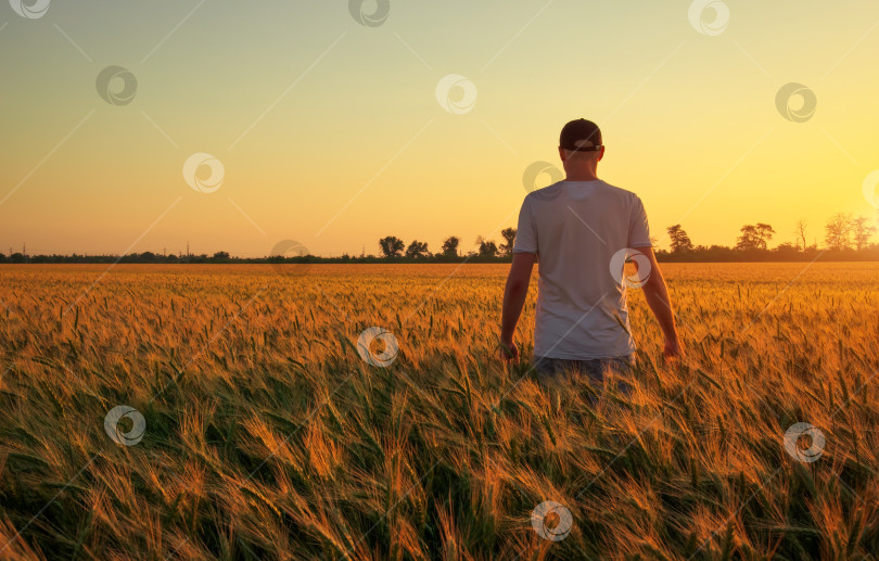Скачать Мужчина-фермер, стоящий на пшеничном поле во время заката. Мужчина наслаждается фотосток Ozero
