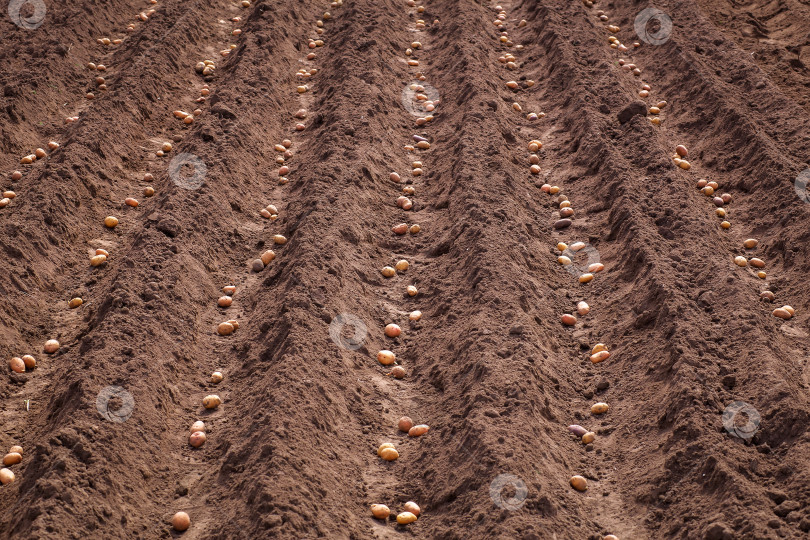 Скачать Сажаю картофель весной для сбора урожая. фотосток Ozero