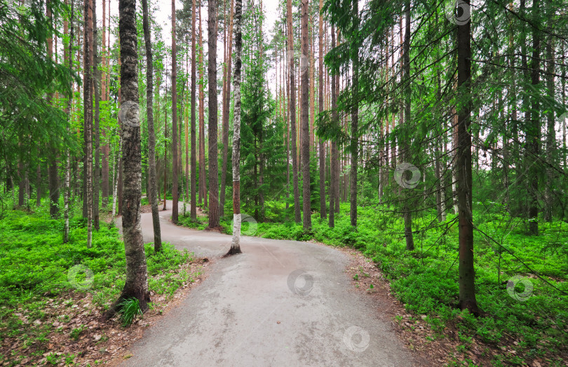 Скачать Ели, сосны и березы в карельском лесу. Прекрасный пар фотосток Ozero