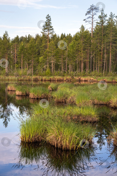 Скачать Берег озера утром. Карелия. Россия фотосток Ozero