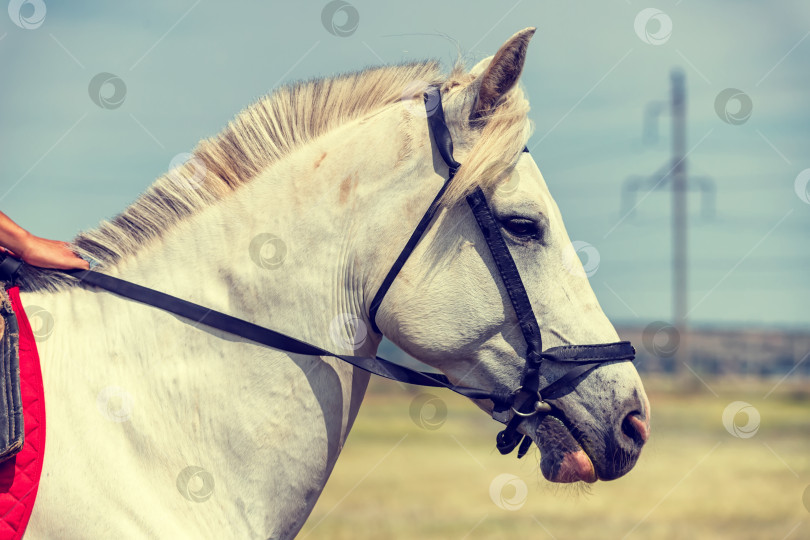 Скачать Портрет лошади крупным планом фотосток Ozero
