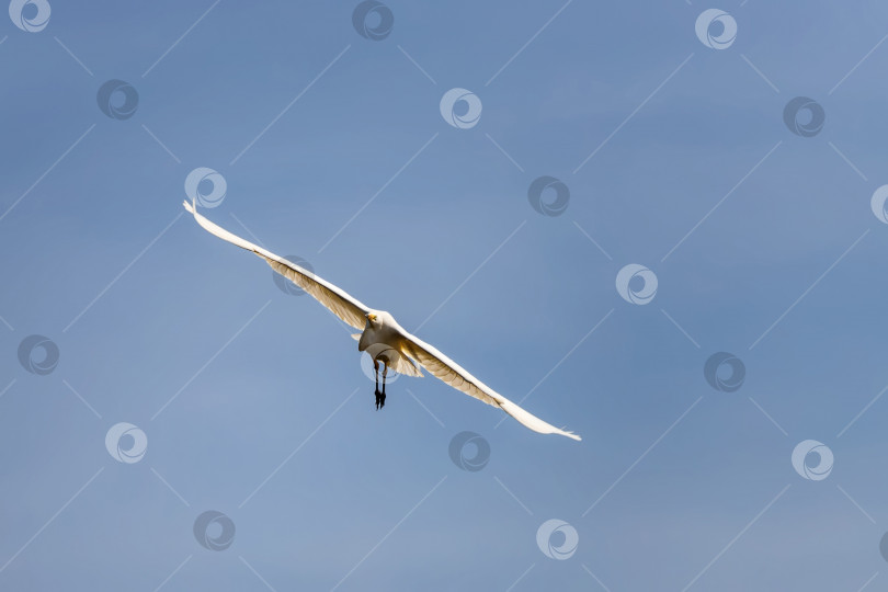 Скачать Большая белая цапля пролетает над прудом фотосток Ozero