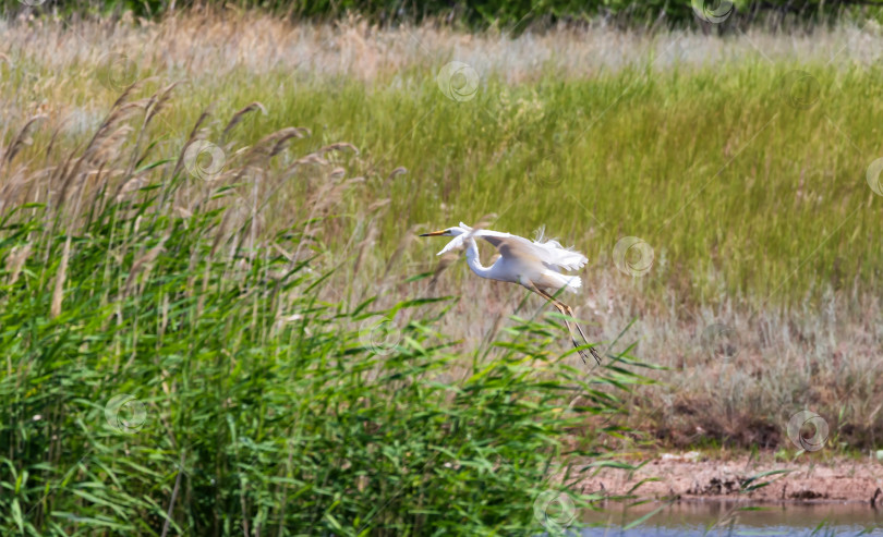 Скачать Большая белая цапля пролетает над прудом фотосток Ozero