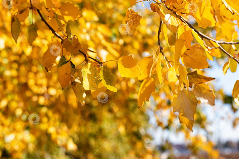 Скачать Желтые осенние листья падают с кроны фотосток Ozero