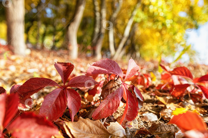 Скачать Красные осенние листья дикого винограда фотосток Ozero
