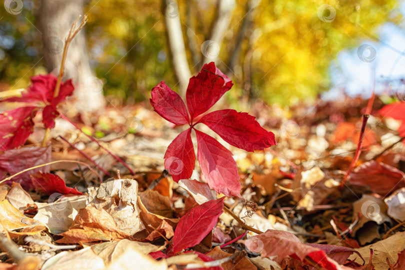 Скачать Красные осенние листья дикого винограда фотосток Ozero