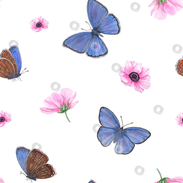 Скачать Летящие голубые бабочки среди розовых цветов анемоны, изолированных на белом фоне. Редкие медные бабочки. Акварельный бесшовный узор. Для принтов, ткани, текстиля, скрапбукинга, упаковки. фотосток Ozero