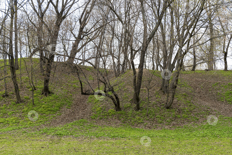 Скачать Холм и деревья. фотосток Ozero