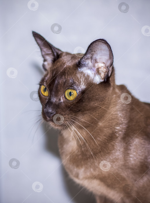 Скачать Бирманская кошка крупным планом дома. Портрет молодого красивого чела фотосток Ozero