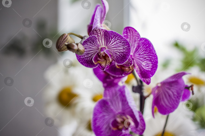 Скачать Красивый цветок тигровой орхидеи на размытом фоне на ветру фотосток Ozero