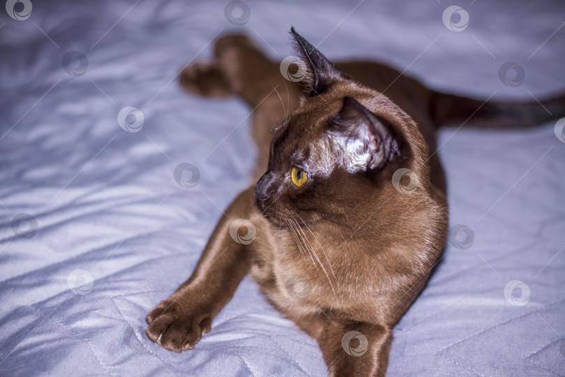 Скачать Бирманская кошка крупным планом дома. Портрет молодого красивого чела фотосток Ozero