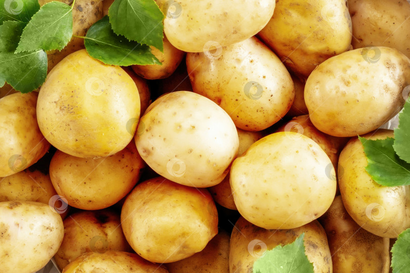 Скачать Молодой фермерский картофель нового урожая с зелеными листьями фотосток Ozero