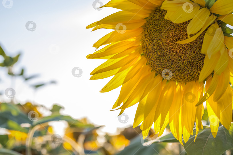 Скачать Красивый подсолнух на естественном фоне в лучах солнца фотосток Ozero