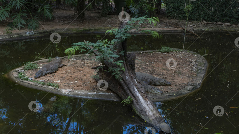 Скачать Большие крокодилы отдыхают на небольшом искусственном острове. фотосток Ozero