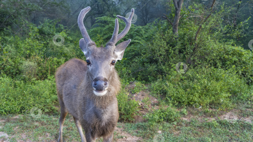 Скачать Индийский олень самбар Rusa unicolor в национальном парке. фотосток Ozero