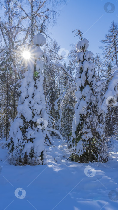 Скачать Две красивые сказочные ели в зимнем лесу. фотосток Ozero