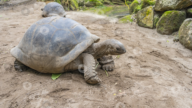 Скачать Гигантская черепаха Aldabrachelys gigantea. Крупный план. фотосток Ozero