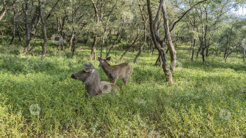 Скачать Самка самбарского оленя Rusa unicolor и детеныш отдыхают в зеленой траве. фотосток Ozero