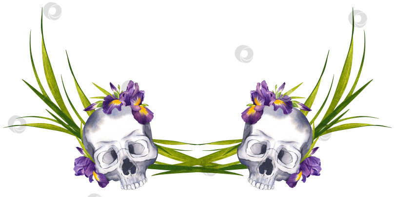 Скачать Человеческий череп с цветами. Костяные и пурпурные ирисы. Готическая акварельная иллюстрация для оформления Хэллоуина. Горизонтальный баннер фотосток Ozero