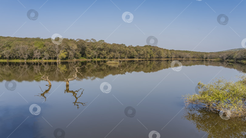 Скачать Озеро в джунглях с гладкой зеркальной поверхностью. фотосток Ozero