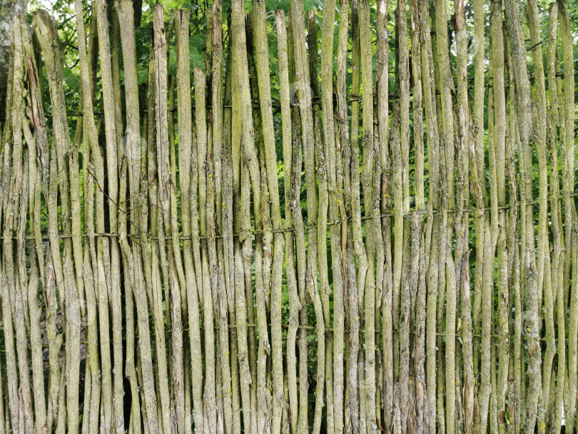 Скачать Абстрактный фон в зеленых тонах. Забор из бамбука или других растений, веток. фотосток Ozero
