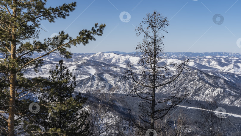 Скачать Сквозь ветви хвойных деревьев виден живописный заснеженный горный хребет. фотосток Ozero