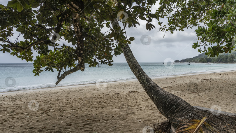 Скачать Ствол пальмы склонялся над пляжем. фотосток Ozero