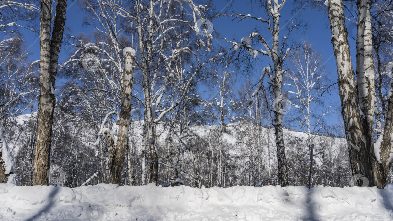 Скачать Зимняя березовая роща. Слой снега на ветвях голых деревьев. фотосток Ozero