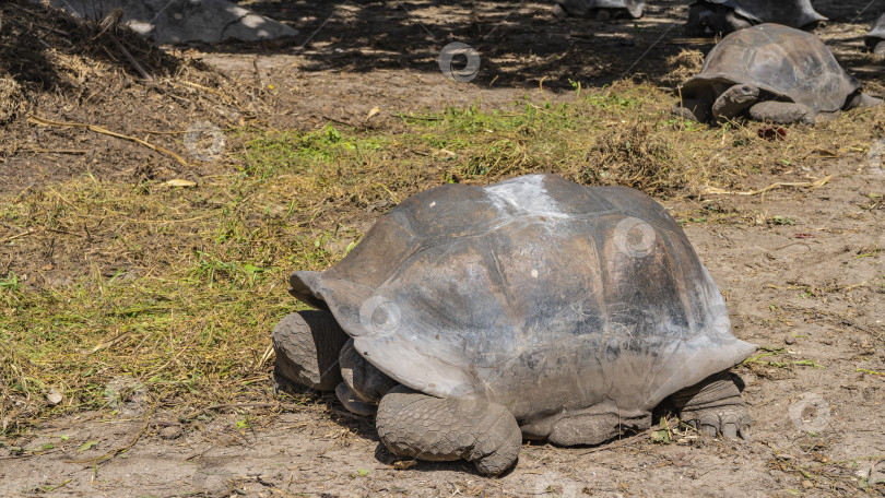 Скачать Гигантская черепаха Aldabrachelys gigantea отдыхает. фотосток Ozero