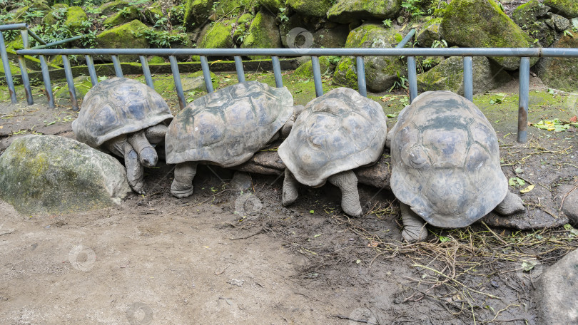 Скачать Гигантские черепахи Aldabrachelys gigantea собрались в загоне у забора и пытаются выбраться наружу. фотосток Ozero