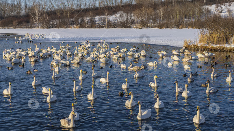 Скачать Стая белых лебедей и уток спокойно плавает в незамерзающем озере. фотосток Ozero