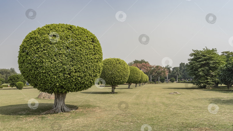 Скачать Сферически подстриженные деревья растут в ряд на зеленой парковой лужайке. фотосток Ozero