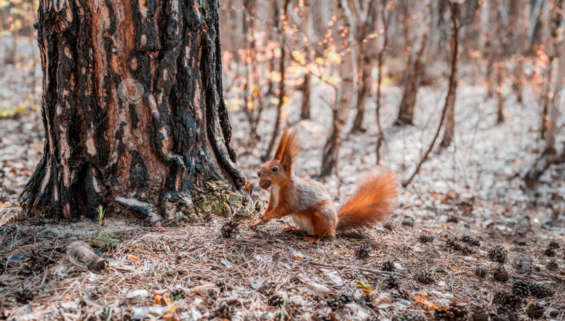 Скачать Белочка фотосток Ozero