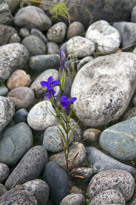 Скачать Цветы, растущие на скалах. фотосток Ozero