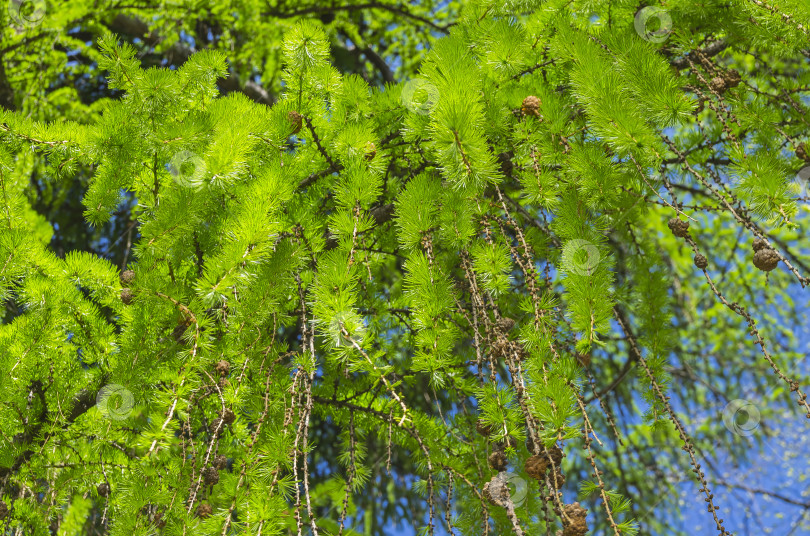 Скачать Молодая хвоя на ветвях европейской лиственницы фотосток Ozero