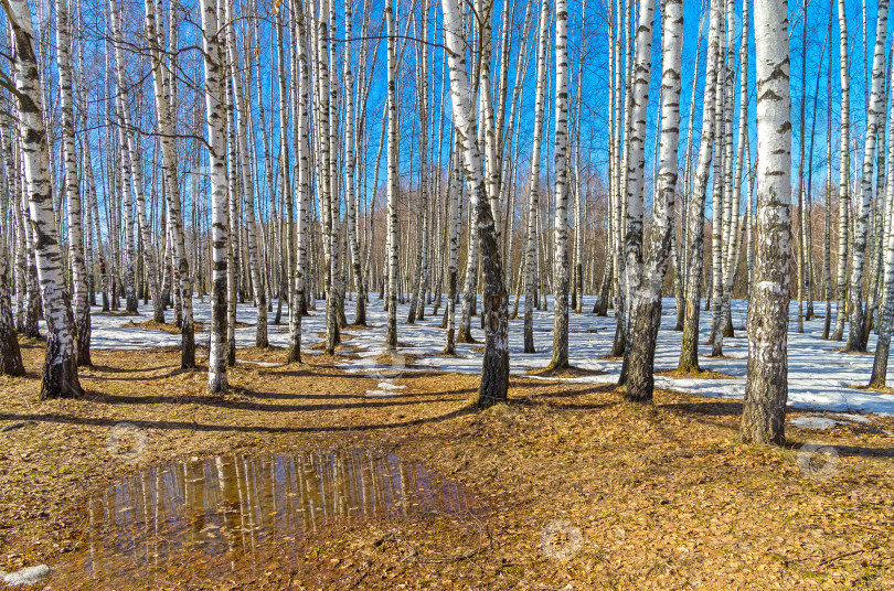 Скачать Небольшая лужица на опушке березовой рощи, ранняя весна. фотосток Ozero