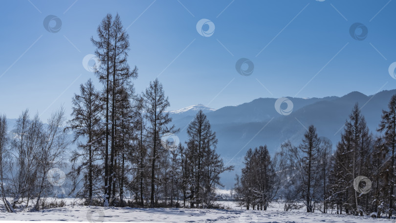 Скачать Деревья в заснеженной долине. фотосток Ozero