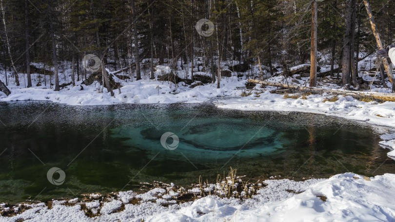 Скачать Удивительное незамерзающее озеро в зимнем лесу. фотосток Ozero
