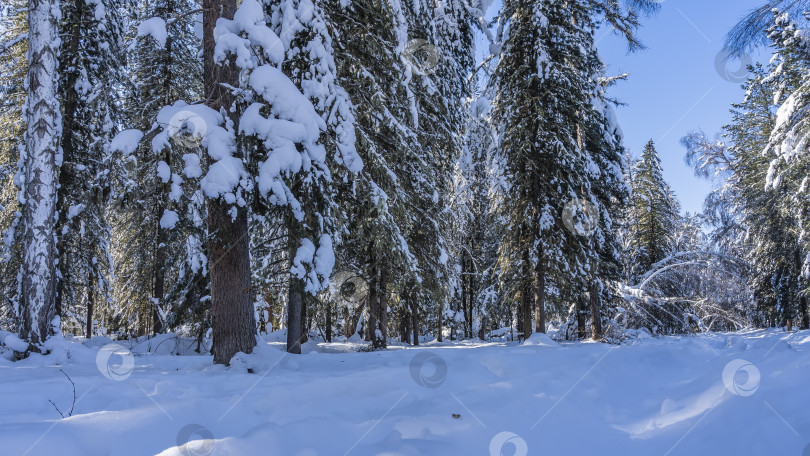 Скачать Солнечный день в зимнем лесу. фотосток Ozero