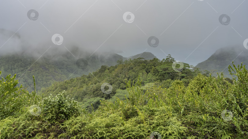Скачать Холмы полностью заросли пышной растительностью тропических лесов. фотосток Ozero