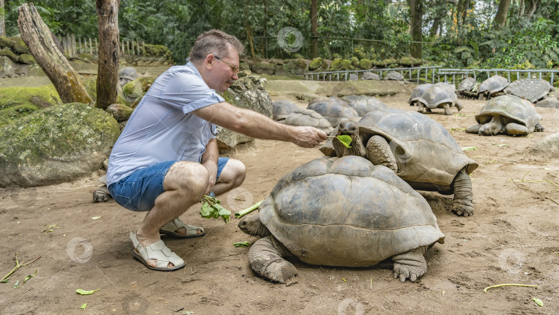 Скачать Гигантские черепахи Aldabrachelys gigantea прогуливаются в загоне. фотосток Ozero