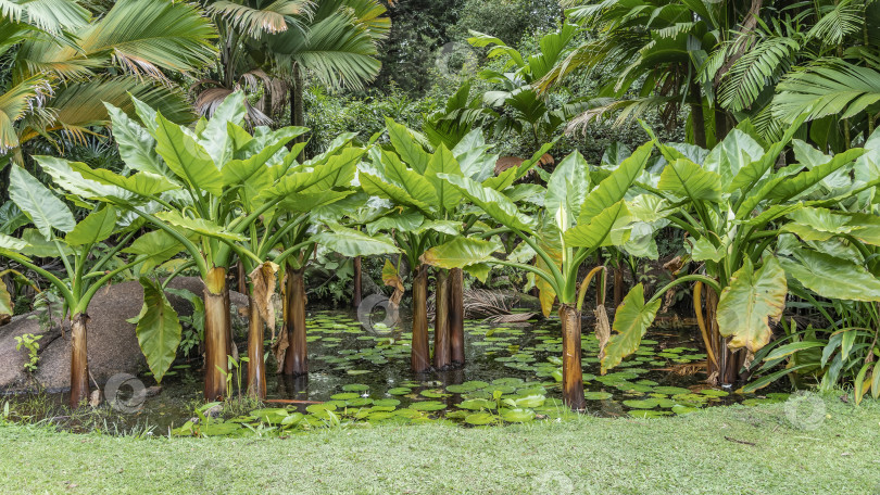 Скачать В пруду растут экзотические водные бананы Typhonodorum lindleyanum фотосток Ozero