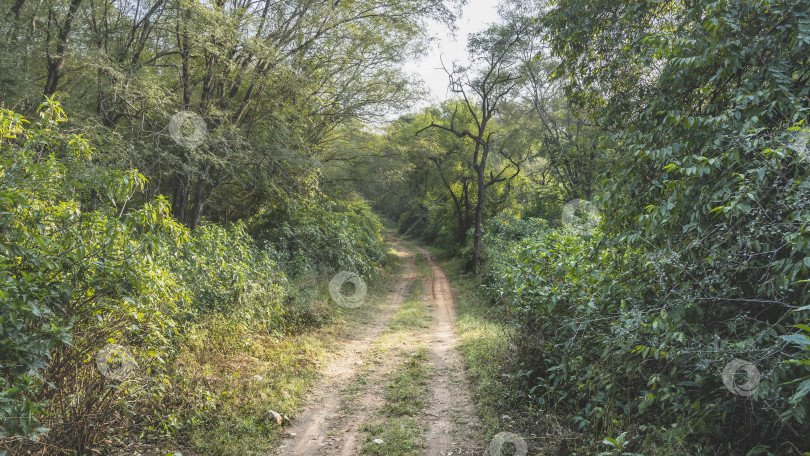 Скачать Узкая грунтовая дорога проходит через джунгли. фотосток Ozero
