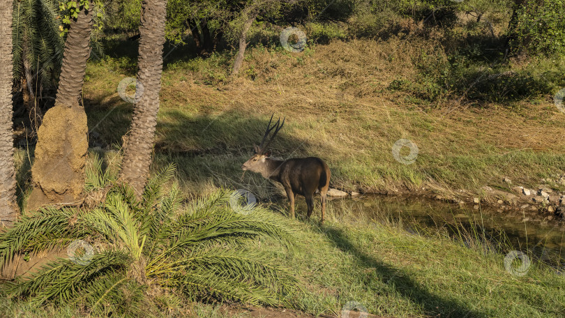 Скачать Взрослый самбарский олень Rusa unicolor пасется в национальном парке рядом с ручьем. фотосток Ozero