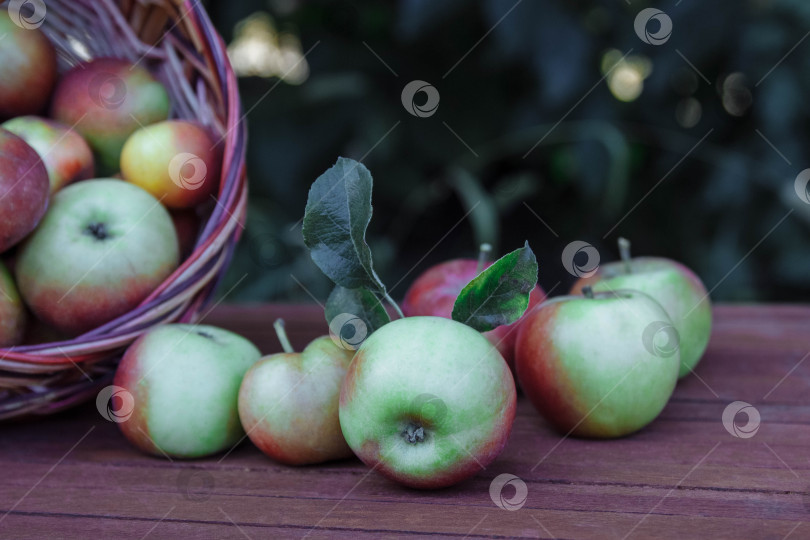 Скачать яблоки в саду на столе в корзине крупным планом фотосток Ozero