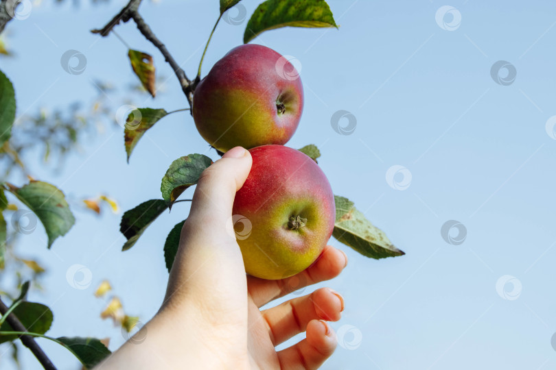 Скачать женская рука обильно срывает яблоки фотосток Ozero