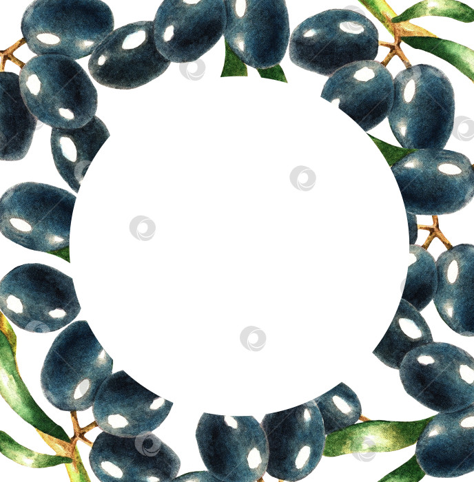 Скачать Черная оливковая ветвь, акварель, рамка фотосток Ozero