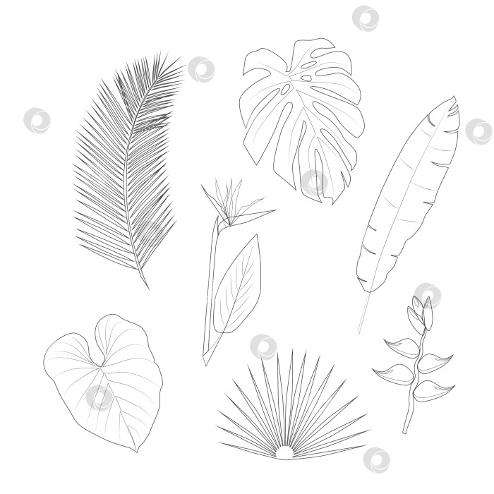 Скачать Векторный набор тропических растений в стиле линейного искусства фотосток Ozero