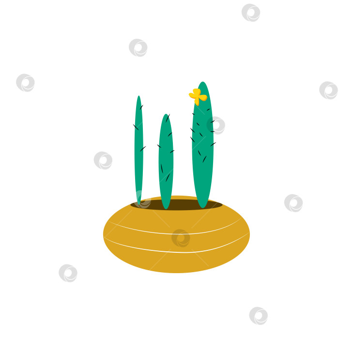 Скачать Зеленый длинный кактус с цветком в горшке фотосток Ozero