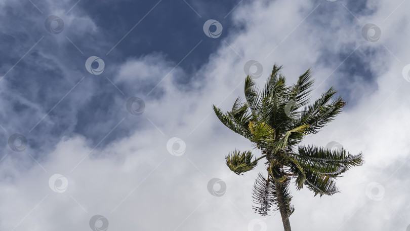 Скачать Крона пальмы на фоне голубого неба и облаков фотосток Ozero